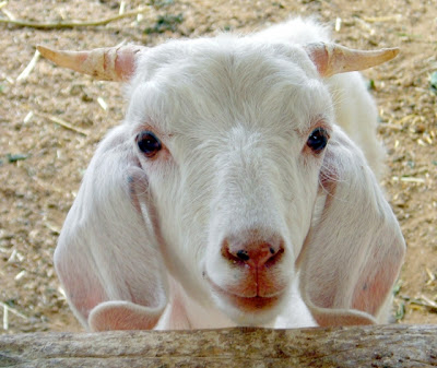 cute white goat with floppy ears